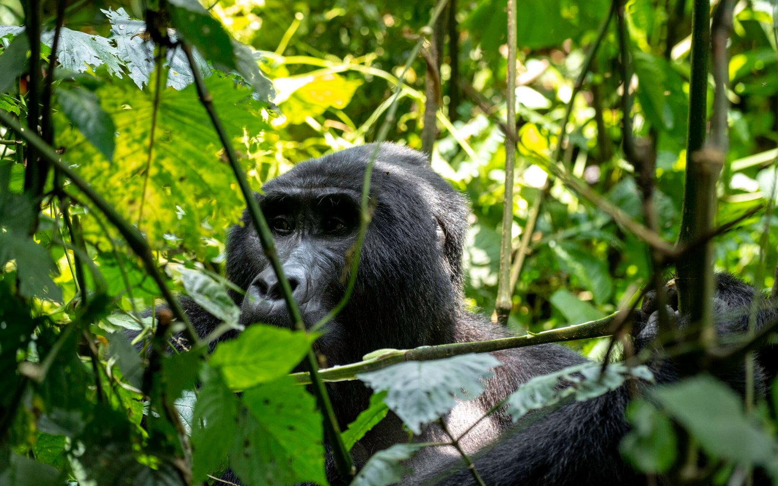 TTP24Gorillas 5 scaled