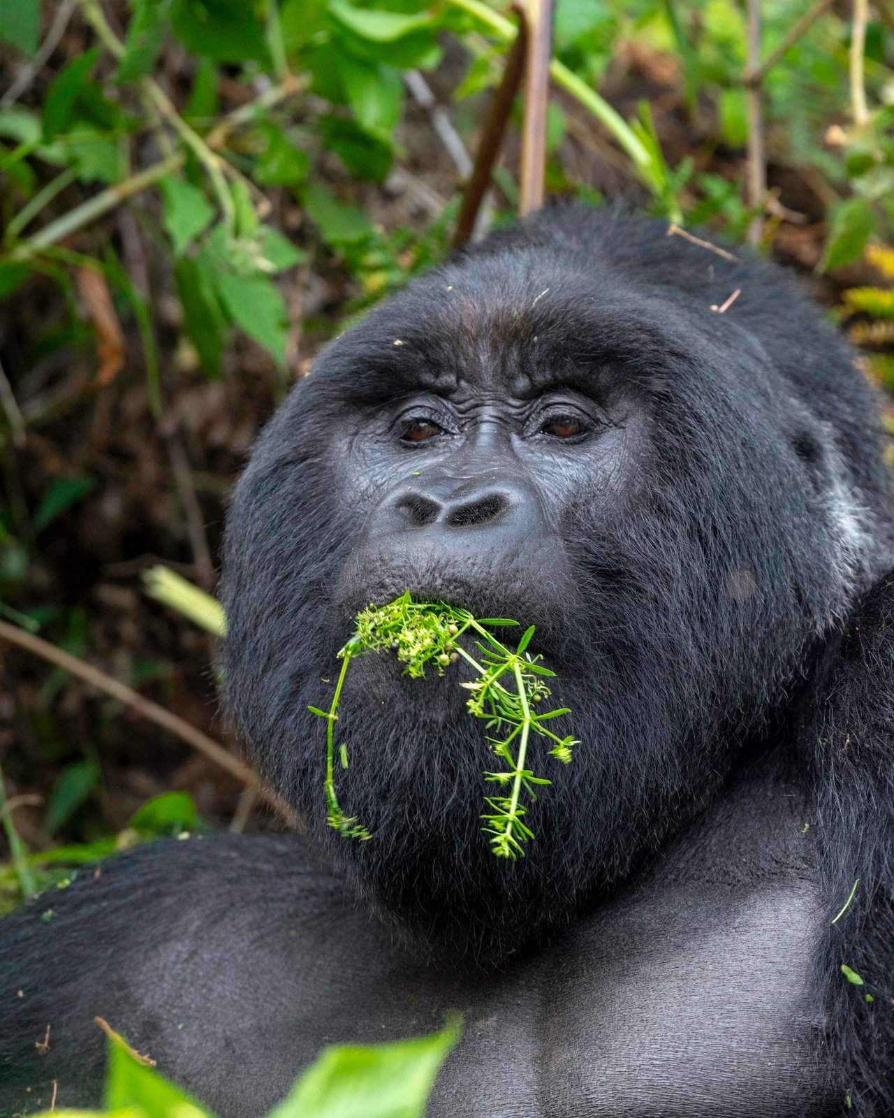 Destinations to See Gorillas in Africa