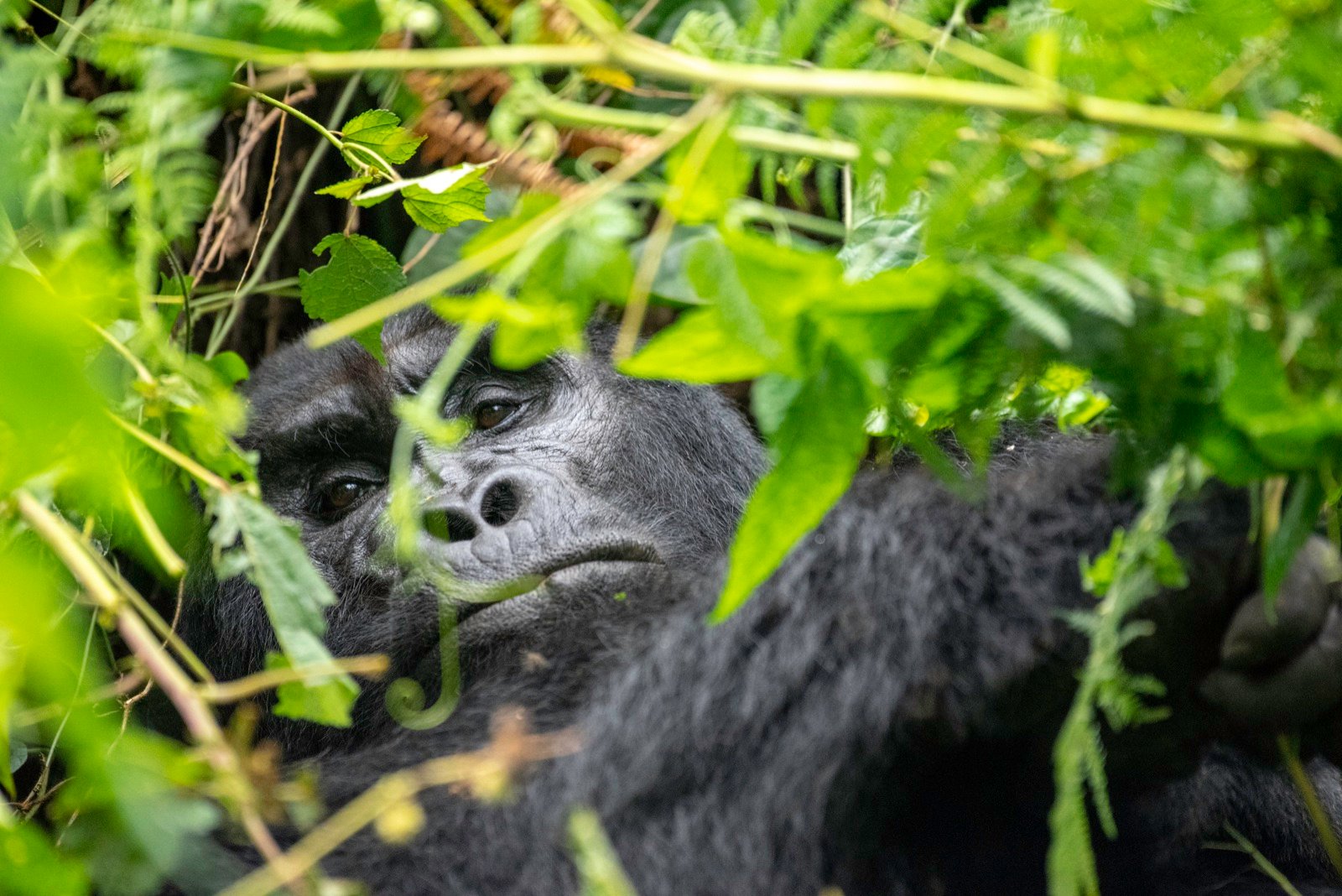 4-Day Fly-in Gorilla Trekking Safari