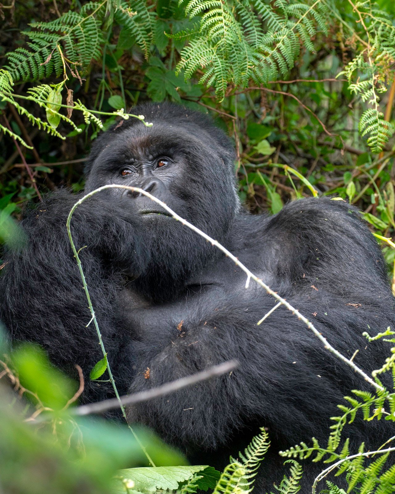 1 Day Mabamba Swamp Excursion