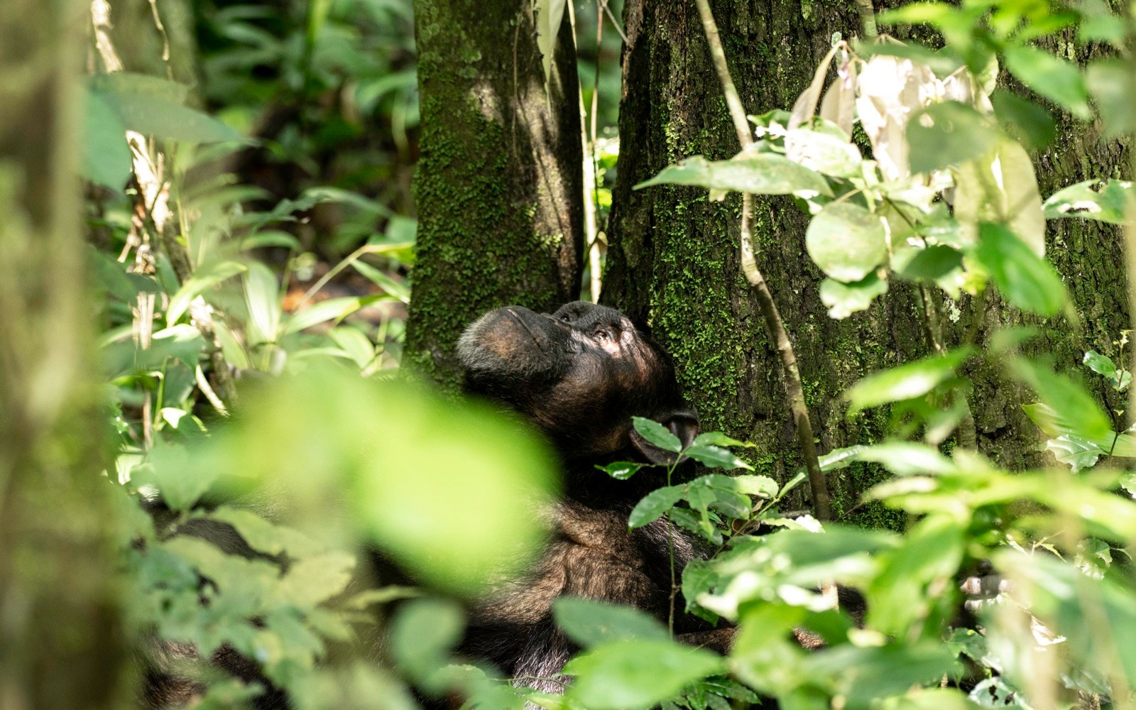Guests on a Uganda safari