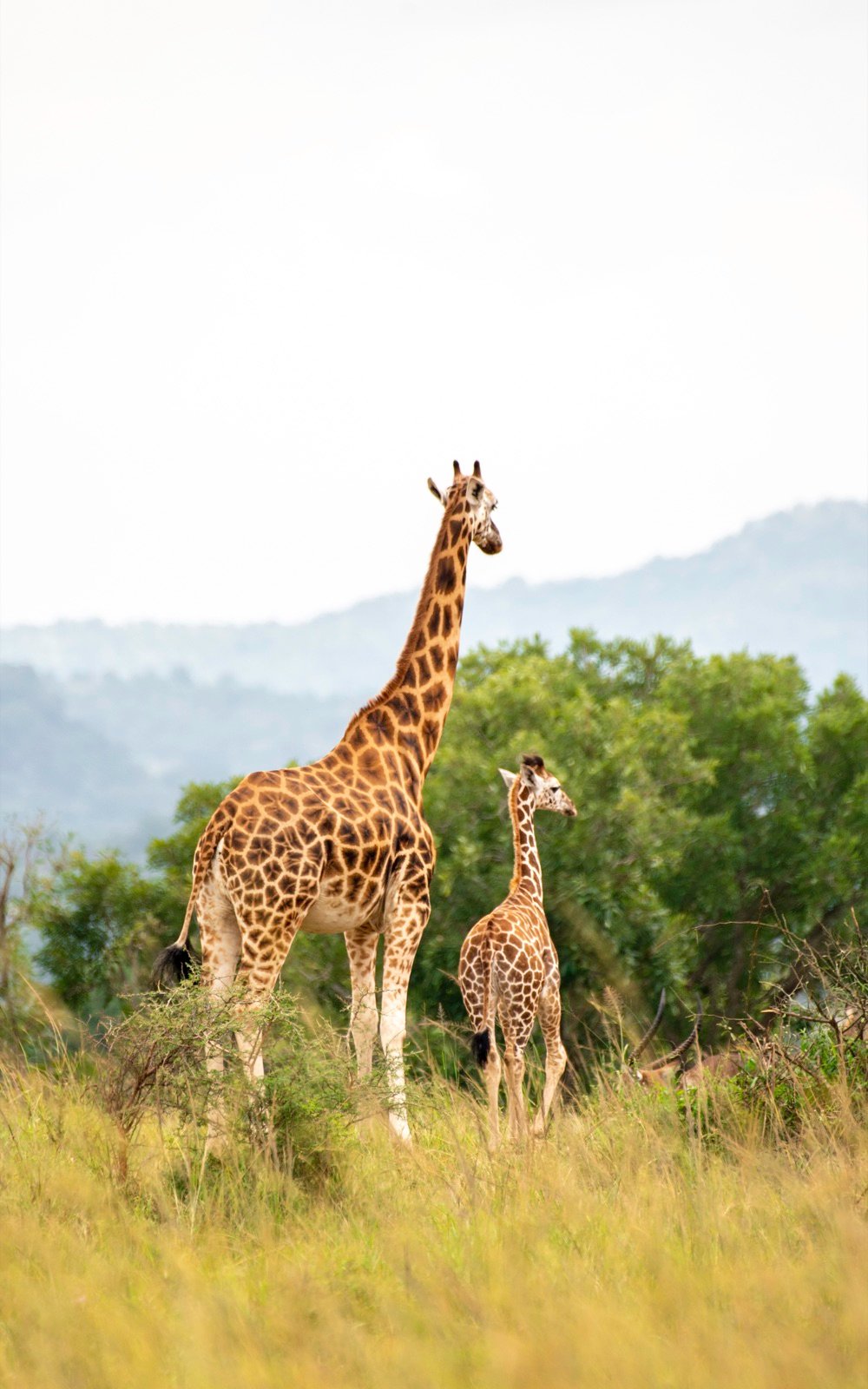 6-Day Budget Friendly Wildlife and Gorilla Safari
