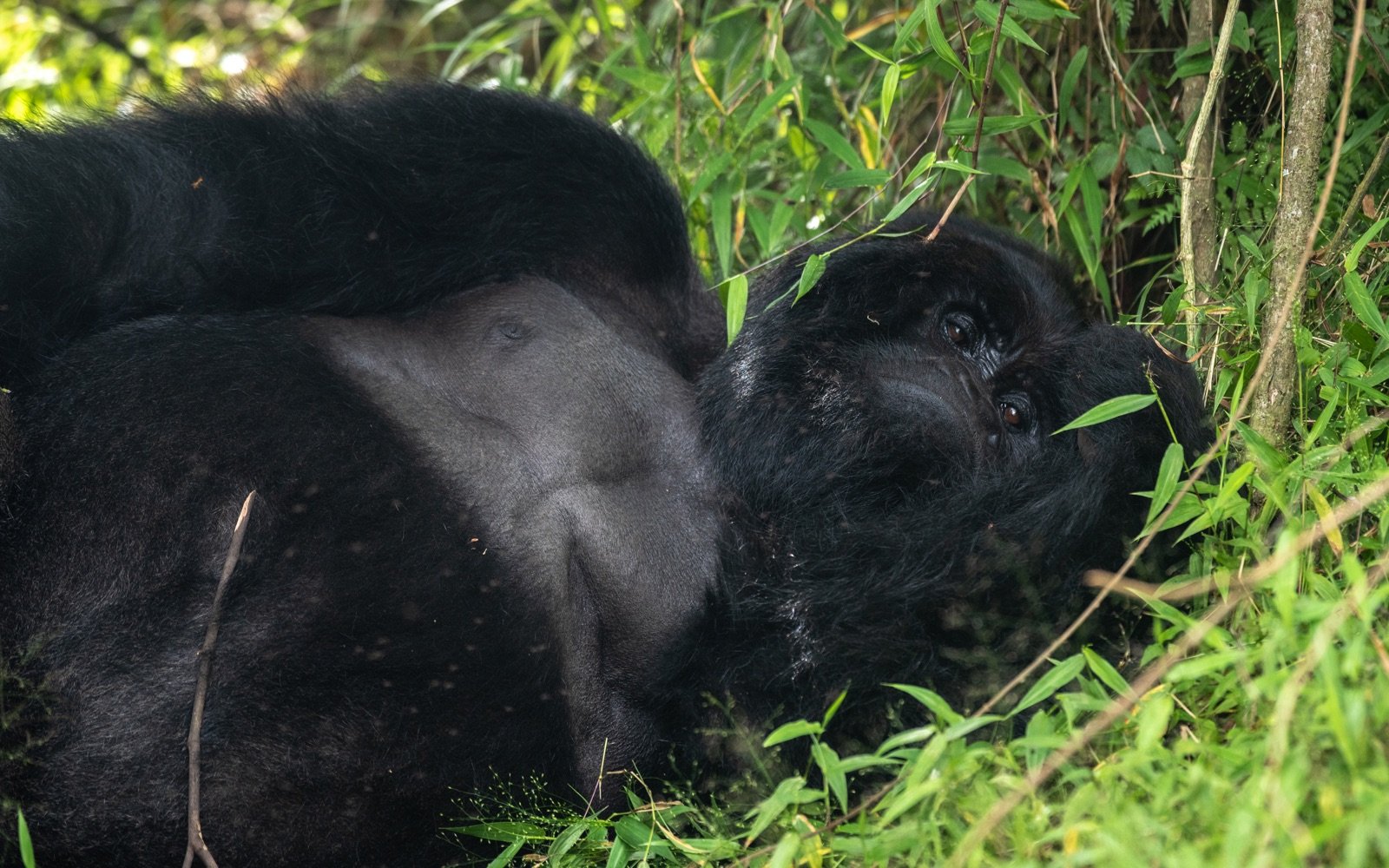 Mgahinga Gorilla National Park