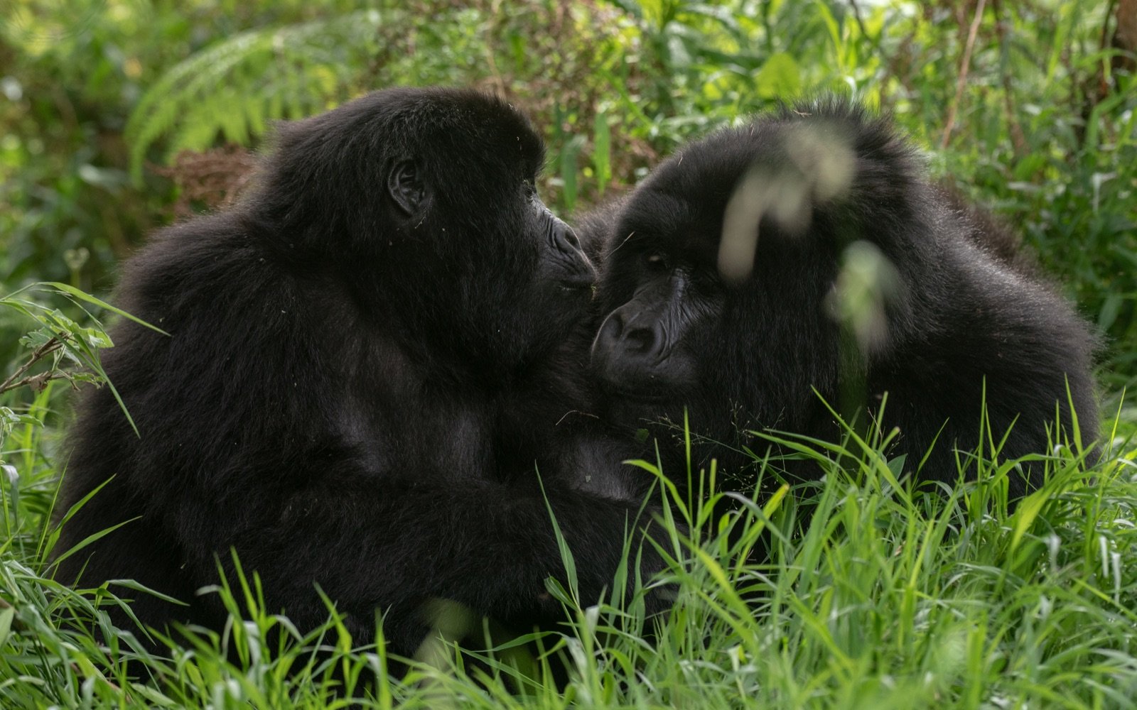Mgahinga Gorilla National Park