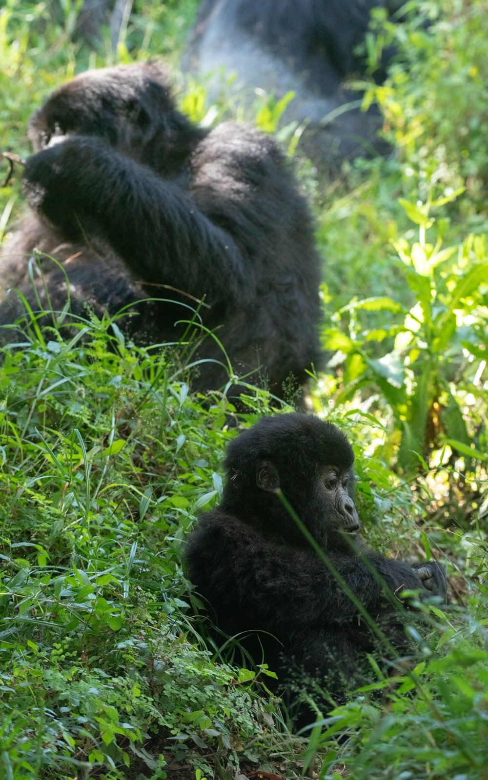 3 Days Gorillas and Birds of Volcanoes National Park