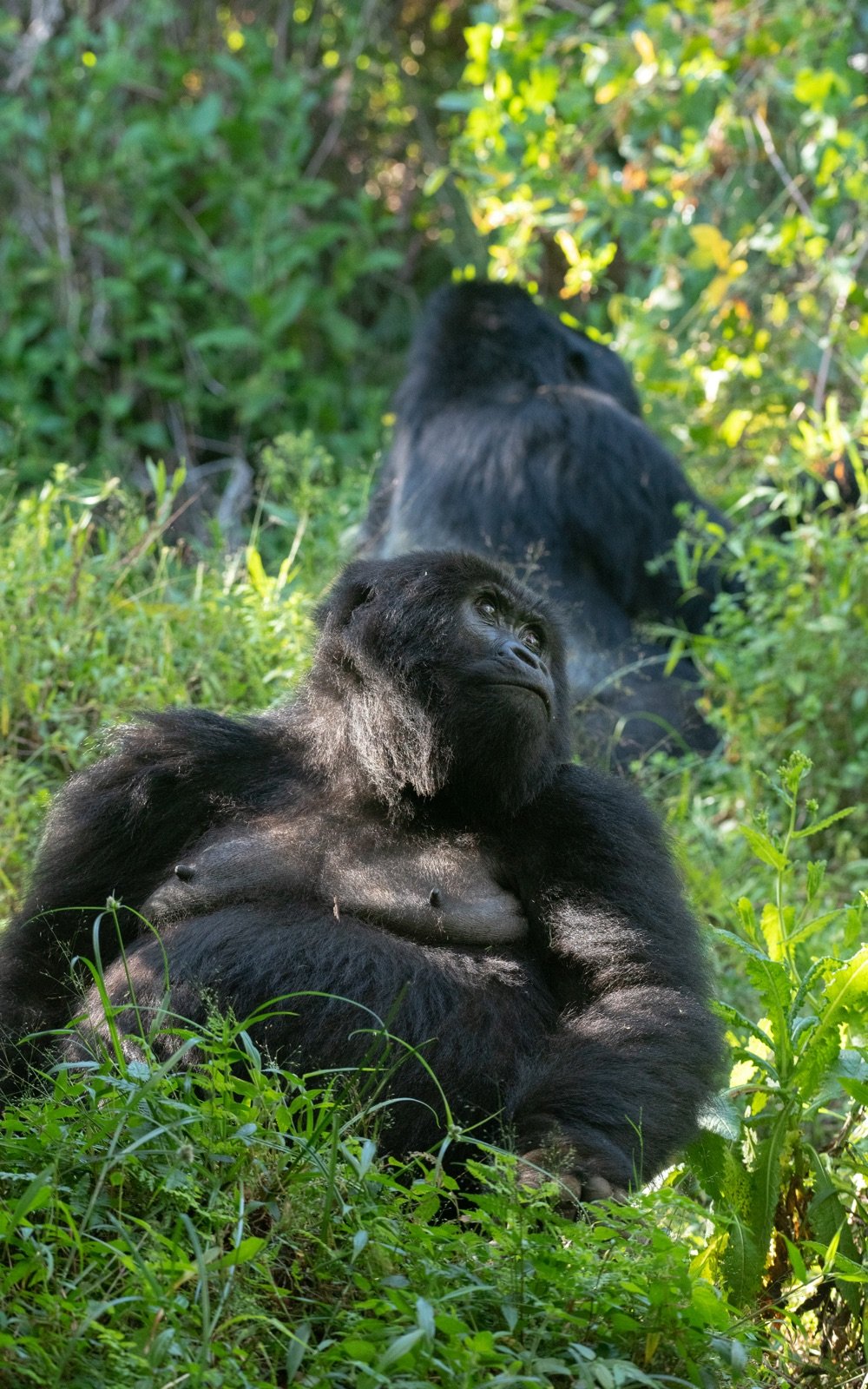 Mgahinga Gorilla National Park