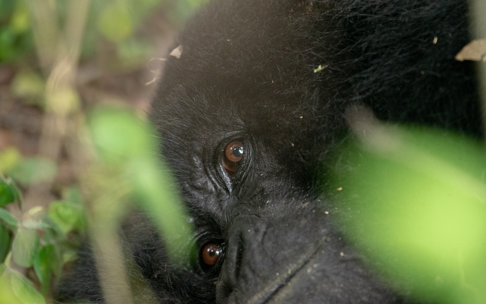 Mgahinga Gorilla National Park
