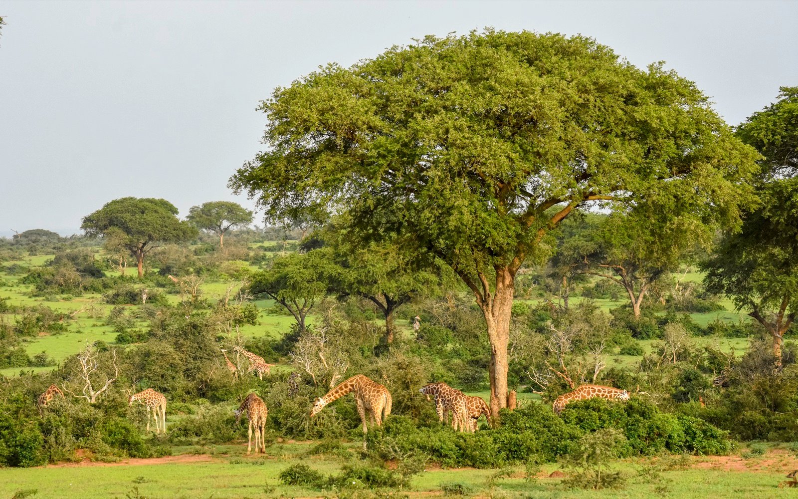 7 Days Uganda Safari