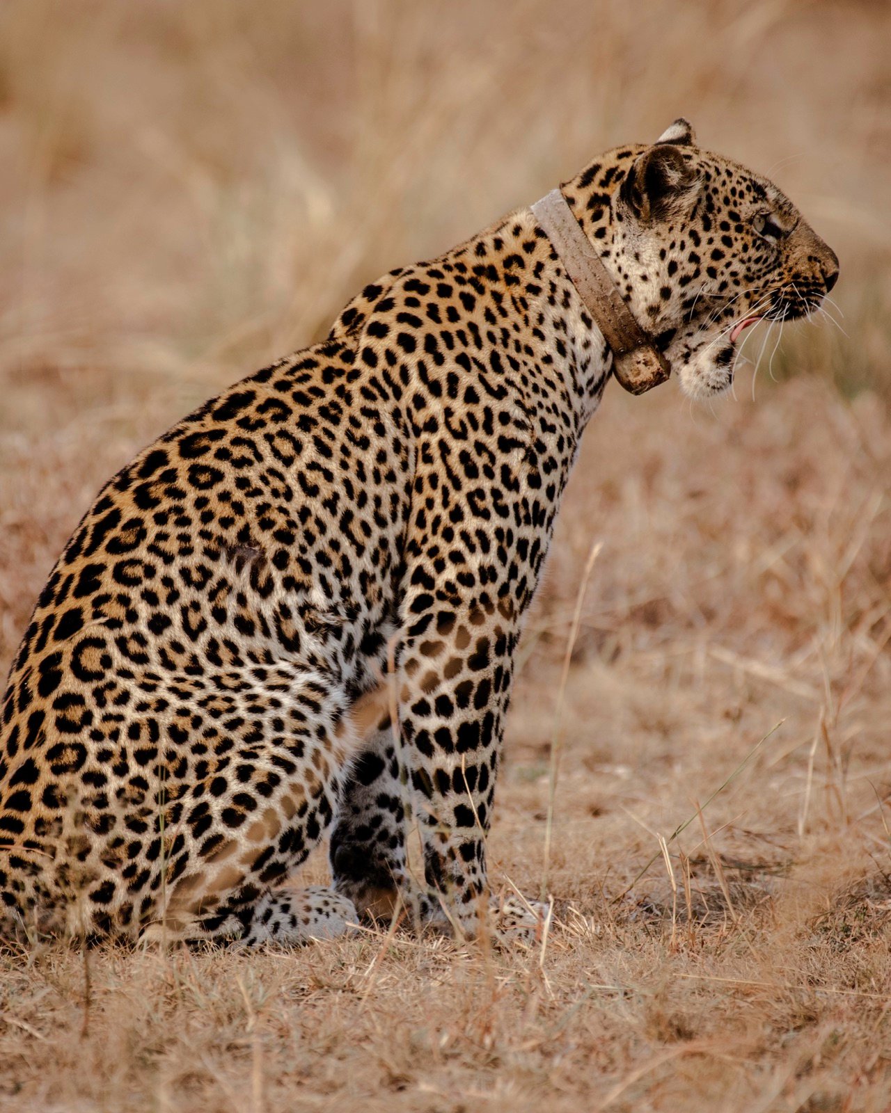 6-Day Rwanda Wildlife and Cultural Vacation
