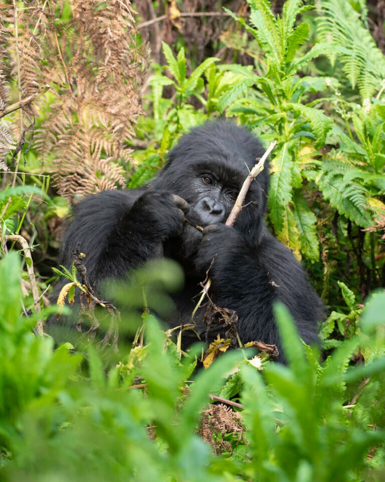 Bwindi vs Mgahinga Gorilla Trekking: Which Park is Right for You in 2026?