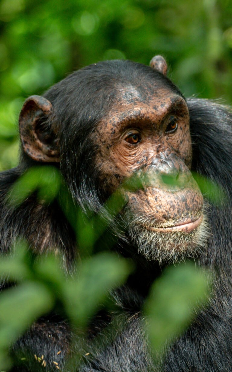 Chimpanzee Tracking in Kibale National Park – Complete Guide & Tips for 2026.