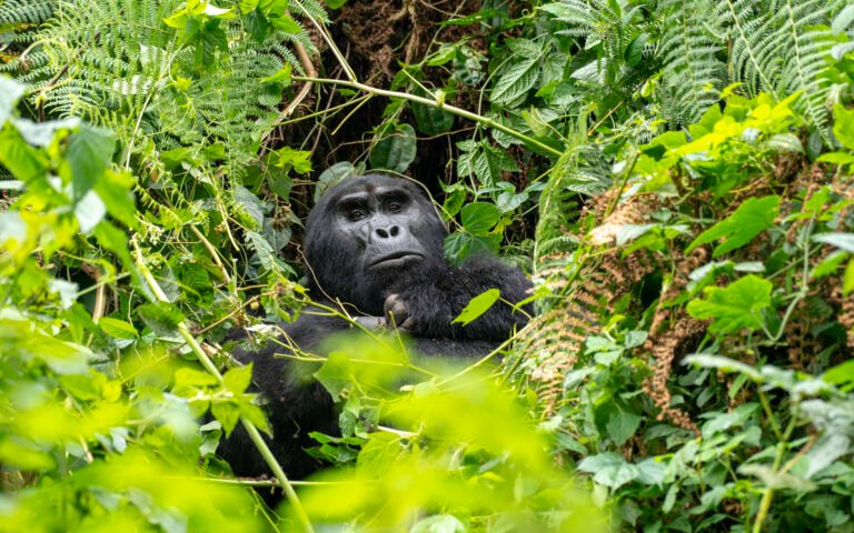 Best Time to Visit Uganda for Gorilla Trekking in 2026–2027 – Complete Guide