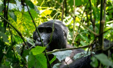 3-Day Gorilla Trekking Bwindi Safari 2026