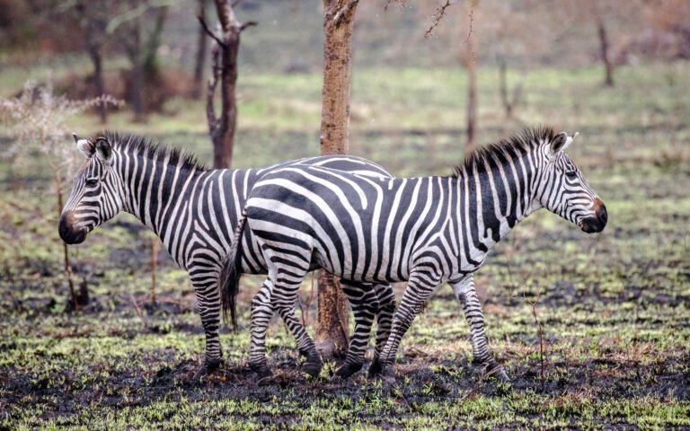 What to Pack for a Uganda Safari – The Ultimate 2026 Checklist by Afrisite Tours and Travel