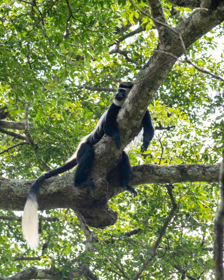 Gorilla Trekking in Bwindi Impenetrable National Park – What to Expect on Your First Trek in 2026